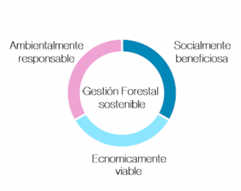 La promoción y el apoyo a la certificación forestal son fundamentales para lograr el aprovechamiento económico, social y respetuoso de nuestros bosques