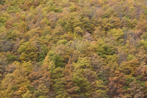 Ayúdanos a valorar los múltiples beneficios de los sistemas forestales. Participa en nuestra encuesta